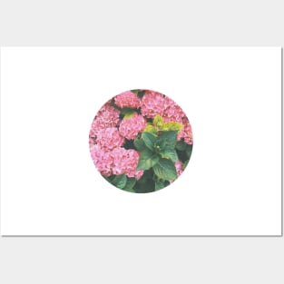 Hydrangea Posters and Art